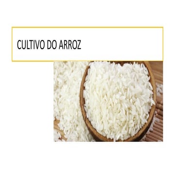 Cultivo do arroz