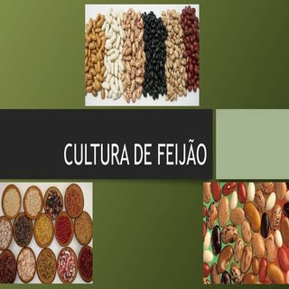 Cultura de feijão biotecnologia 