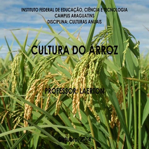 Cultura do arroz