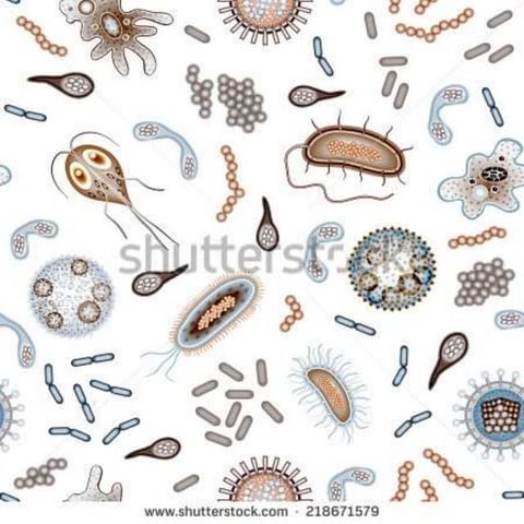 Cultural characteristics