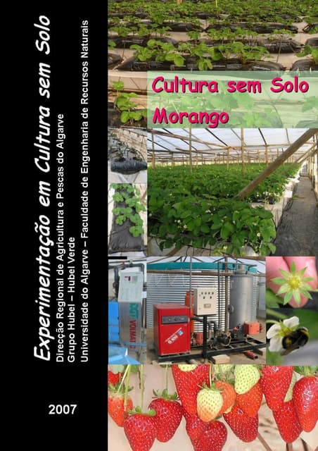 Cultura sem solo   morango