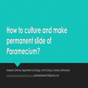 Culture and permanent slide of paramecium