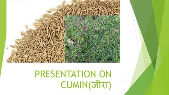 Black pepper | PPT