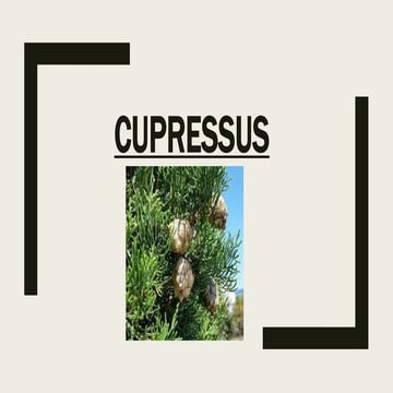 cupressus.pptx