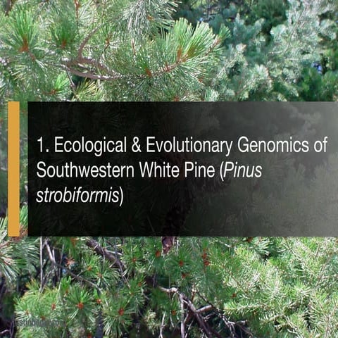 Project Overview: Ecological & Evolutionary Genetics of Southwestern White Pi...