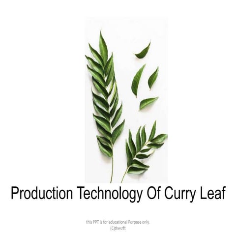 Curry leaf ppt