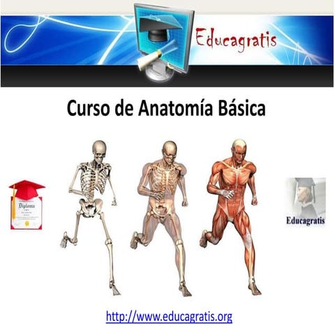 Curso de anatomía básica