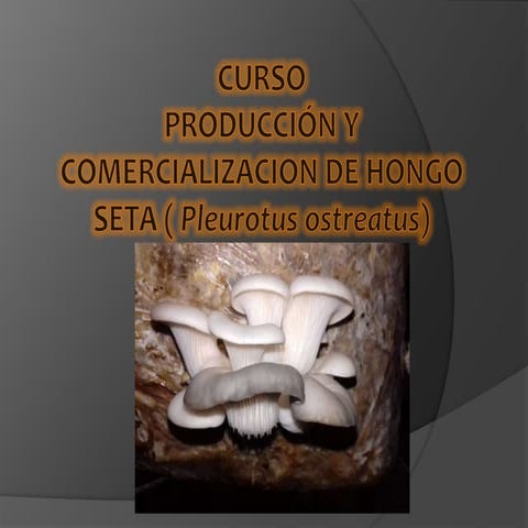 Curso hongo seta