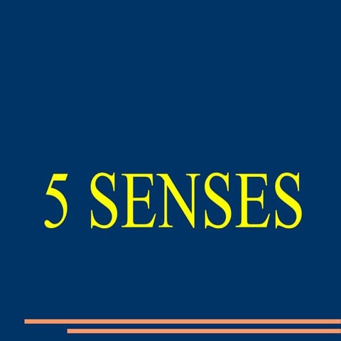 5 SENSES