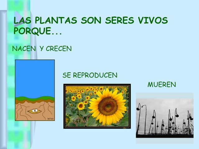 LAS PLANTAS