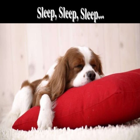 Sleep, Sleep, Sleep