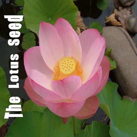The Lotus Seed