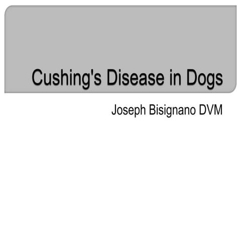 Cushing S Disease In Tiny Dogs Long Term Treatment Reference: Cushing S Disease In Dogs
