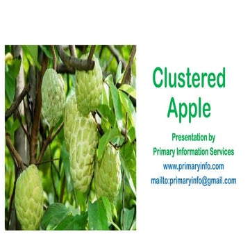 Custard apple | PDF
