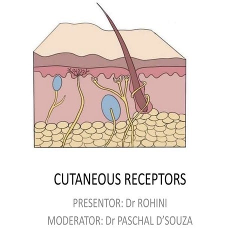Cutaneous receptors