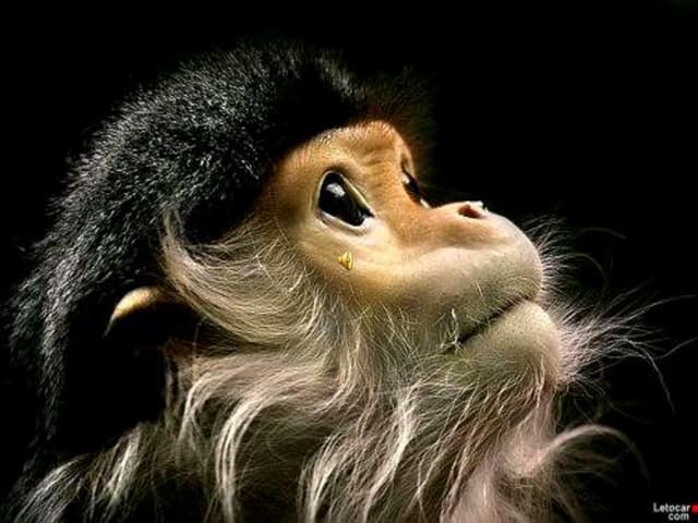 Cute and funny animals