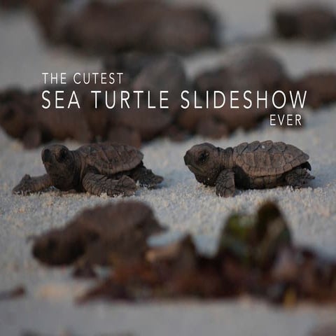The Cutest Sea Turtle Slideshow Ever