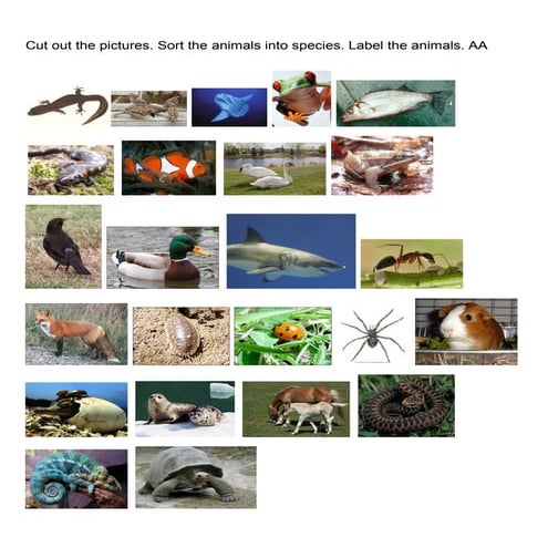 Cut out the pictures sort animals a | DOC