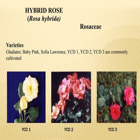 Production Technology of Roses In India | PPTX