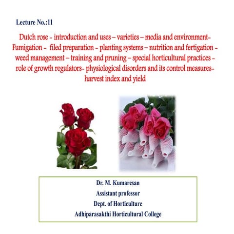 Cut Rose or Dutch rose.ppt