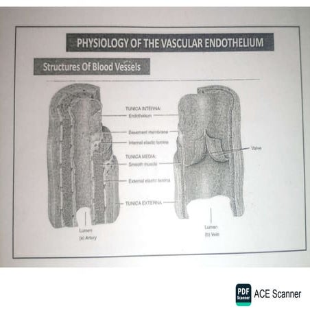 Comprehensive Overview and Features of the ACE Scanner Technology | PDF