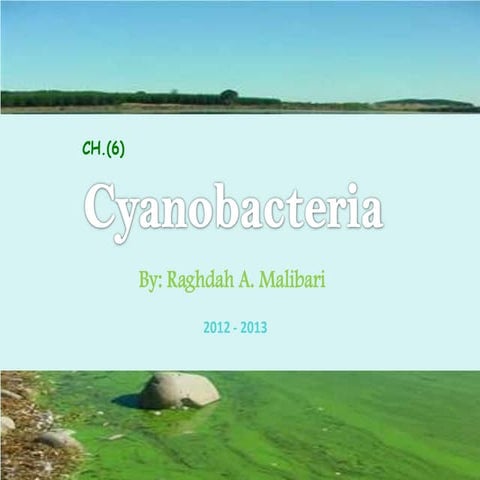 Cyanobacteria 