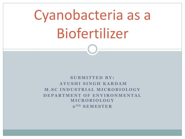 Cyanobacteria as a Biofertilizer (BY- Ayushi).pptx