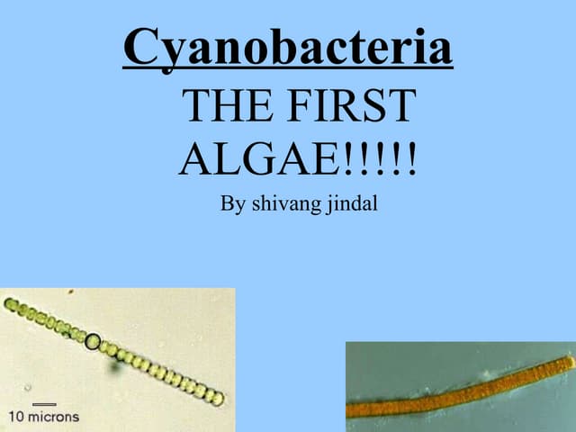 Cyanobacteria lecture