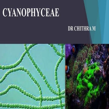 CYANOPHYCEAE.pptx