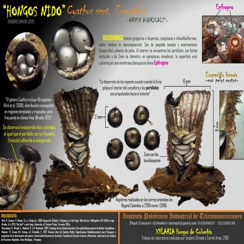 Cyathus cf striatus Hongos de Colombia | PDF
