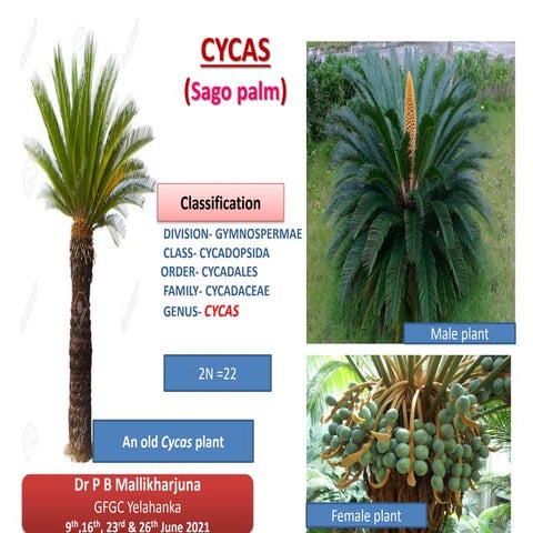 CYCAS-1.pdf