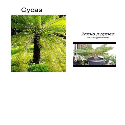 CYCAS 1.pdf