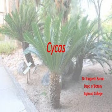 CYCAS MORPHOLOGY ANATOMY AND REPRODUCTION | PPTX