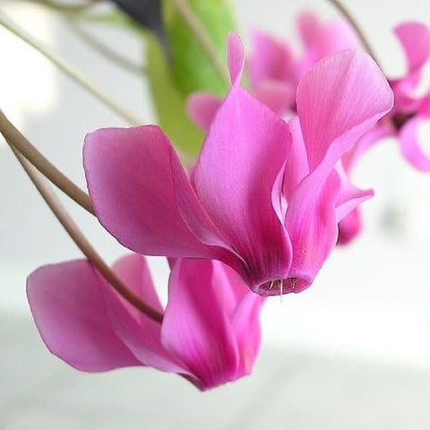 A Collection of Cyclamen Flowers | PPS