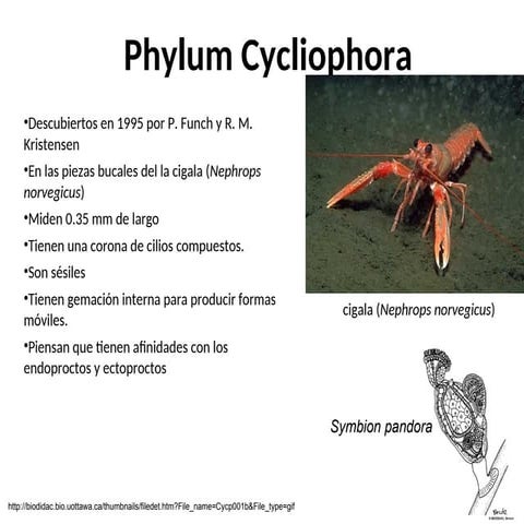 Presentacion del Phylum Cycliophora Invertebrados | PPT