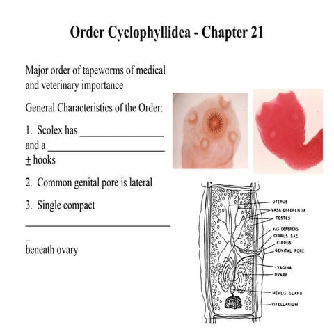 Cyclophyllidean Tapeworms