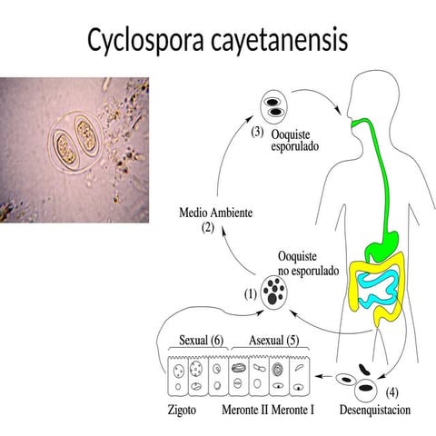 Cyclospora cayetanensis medical parasitology | PPTX