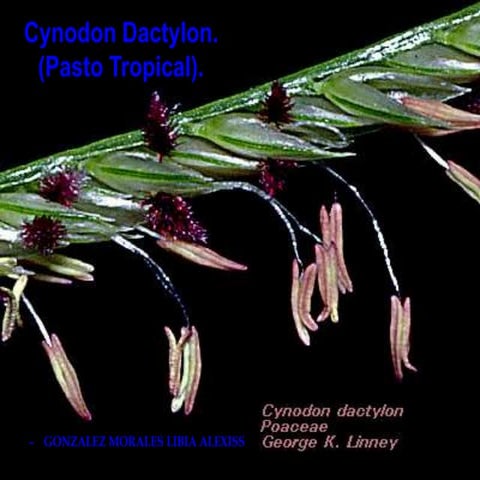 Cynodon Dactylon.ppt