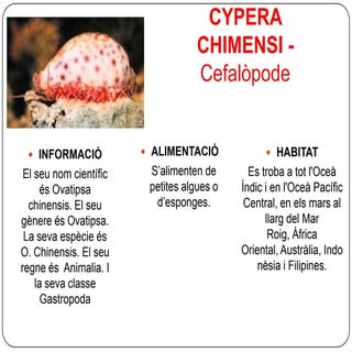 Cypera chimensi