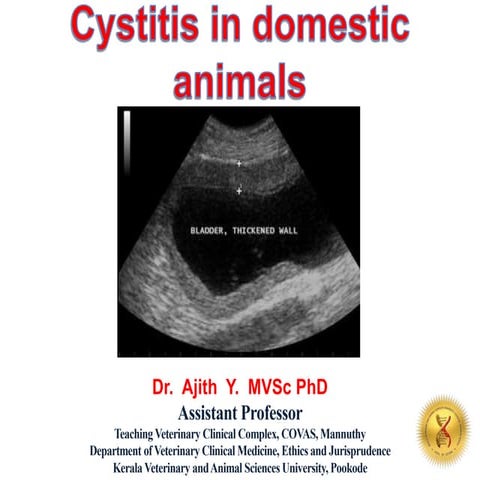 Cystitis in domestic animals