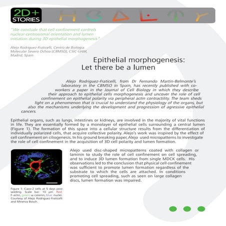 Cytoo story-epithelial-morphogenesis