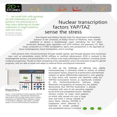 Cytoo Stories YAP/TAZ