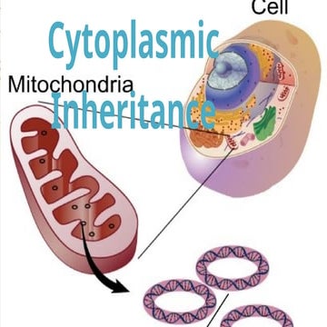 CYTOPLASMIC-INHERITANCE_Lec7a.pptxjahama