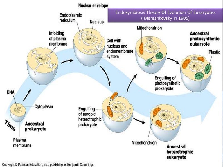 Nuclear cytoplasmic sex inheritance