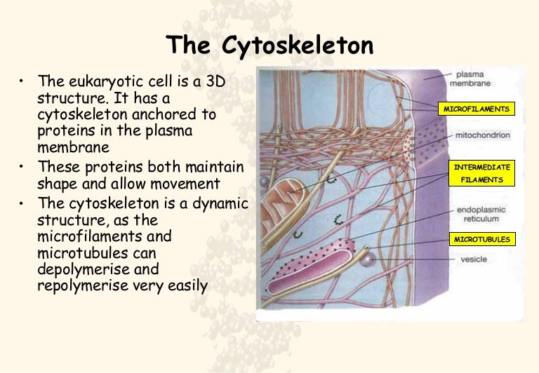 Cytoskeleton