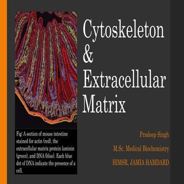 Cytoskeleton & Extracellular matrix