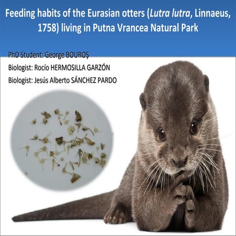 Prezentare CZGA 2013