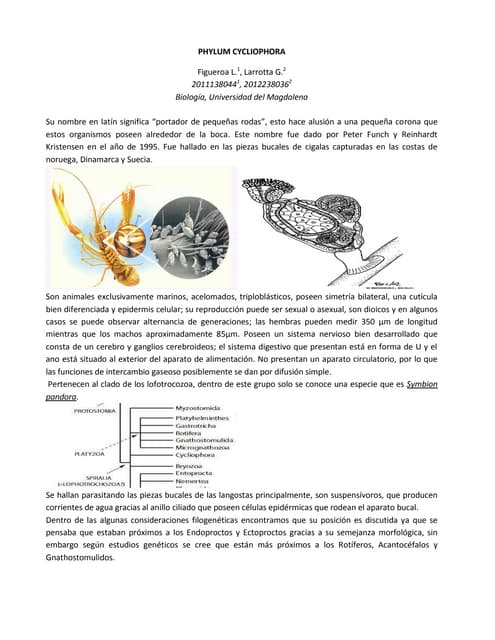 Phylum gastrotricha | PDF