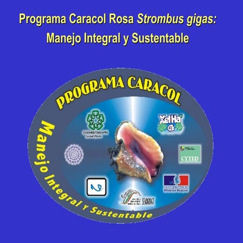 D I A P O R A M A  C A R A C O L 04