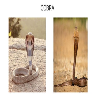 Spotters cobra,viper,common krait it's features and mlt | PDF